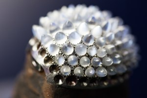 Hedjehog Animal World watch making of 8